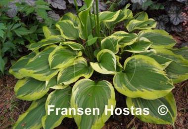 Hosta Riviera Sunset