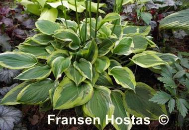 Hosta Riviera Sunset
