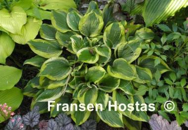 Hosta Riviera Sunset