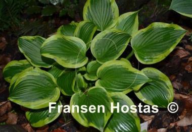 Hosta Riviera Sunset
