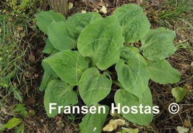 Hosta Road Rage