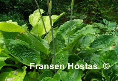 Hosta Road Rage