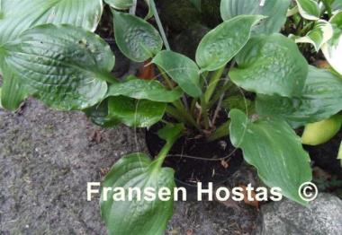 Hosta Road Rage