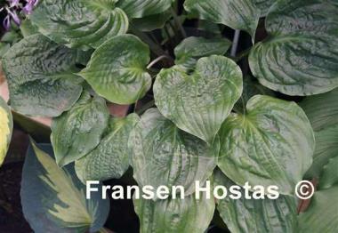Hosta Road Rage