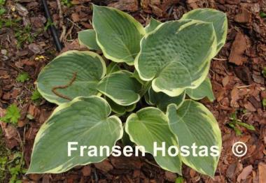 Hosta Robert Frost