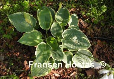 Hosta Robert Frost