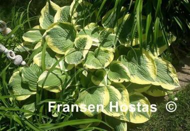 Hosta Robert Frost