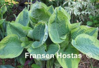 Hosta Robert Frost