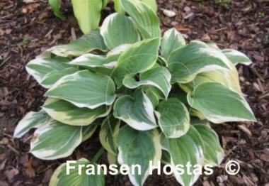 Hosta Robert Frost