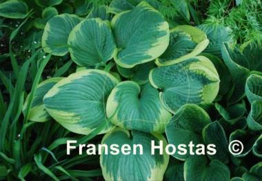 Hosta Robert Frost