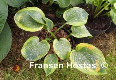 Hosta Roberta