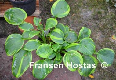Hosta Roberta