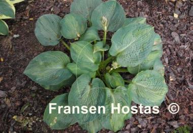 Hosta Robin Hood