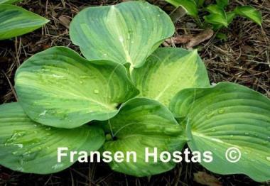 Hosta Robin Hood