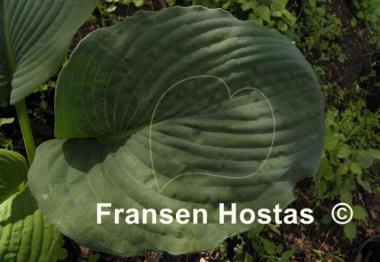 Hosta Robin of Loxley