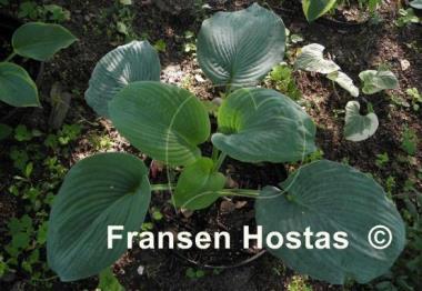 Hosta Robin of Loxley