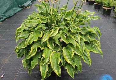 Hosta Rock Happy