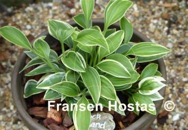 Hosta Rock Island Line