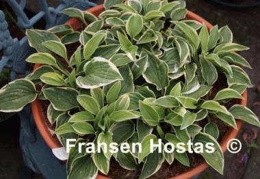Hosta Rock Island Line