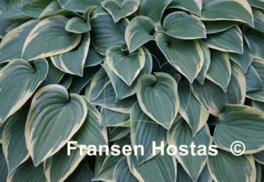 Hosta Rock Island Line