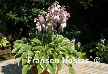 Hosta Rock Island Line
