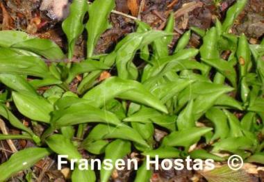 Hosta Rock Princess