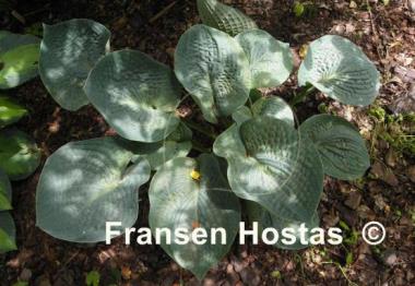 Hosta Rock and Roll