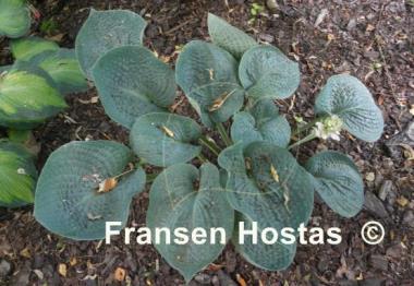 Hosta Rock and Roll