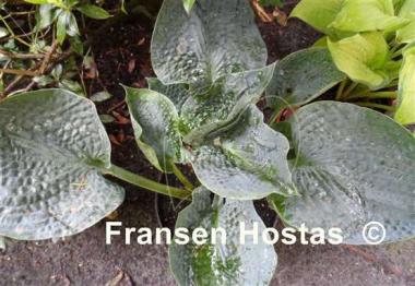 Hosta Rock and Roll