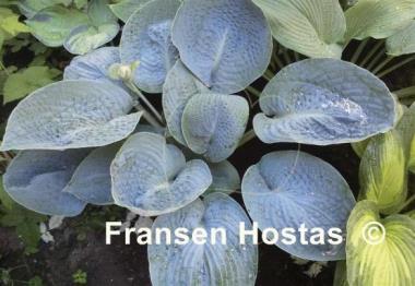 Hosta Rock and Roll
