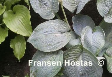 Hosta Rock and Roll