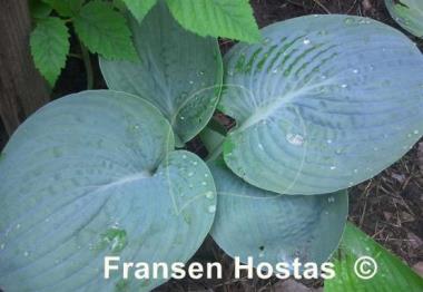 Hosta Rock and Roll