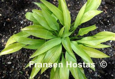 Hosta Rocket City