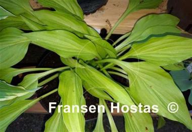 Hosta Rocket City