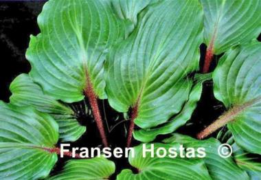Hosta Rocket's Red Glare