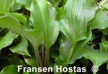 Hosta Rocket's Red Glare