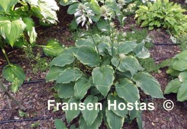Hosta Rocky Mountain High