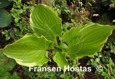 Hosta Rocky Mountain High