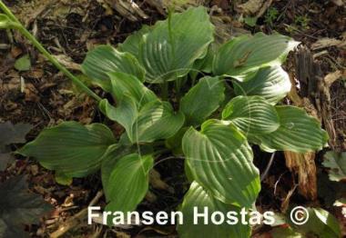 Hosta Rocky Mountain High