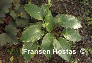 Hosta Rocky Mountain High