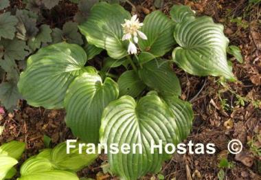 Hosta Rocky Mountain High