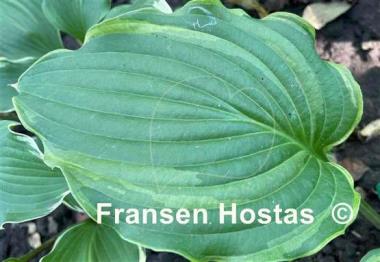 Hosta Rocky Mountain High