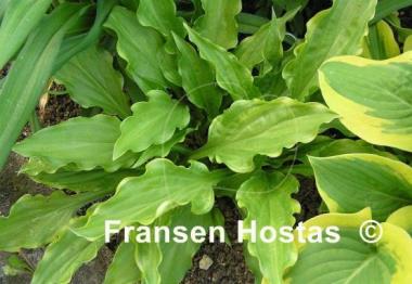 Hosta Roller Coaster Ride
