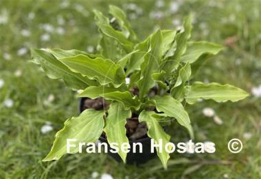 Hosta Roller Coaster Ride