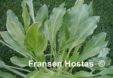 Hosta Roller Coaster Ride