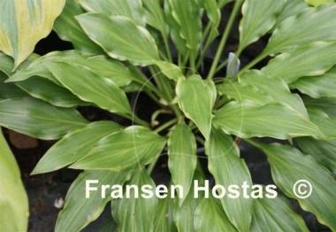 Hosta Roller Coaster Ride