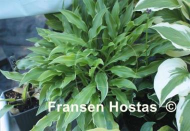 Hosta Roller Coaster Ride