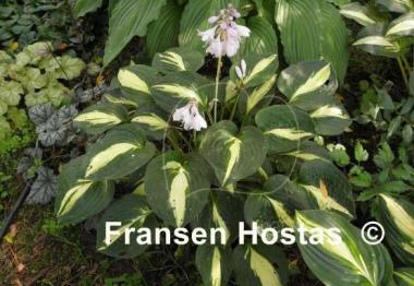 Hosta Rootin Tootin