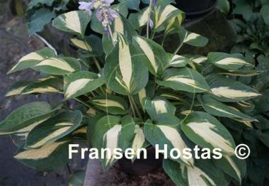 Hosta Rootin Tootin