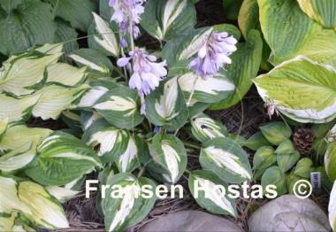 Hosta Rootin Tootin